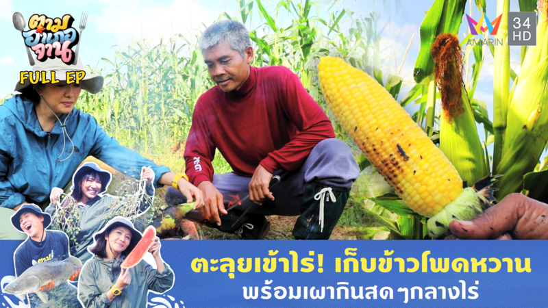 ข้าวโพดหวาน ฝักใหญ่ๆ อ.ด่านมะขามเตี้ย จ.กาญจนบุรี