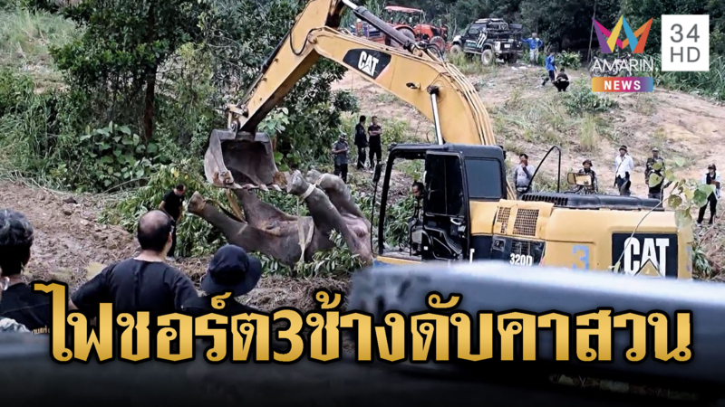 3 ช้างเขาคิชฌกูฏ ถูกไฟชอร์ตตายคาสวน