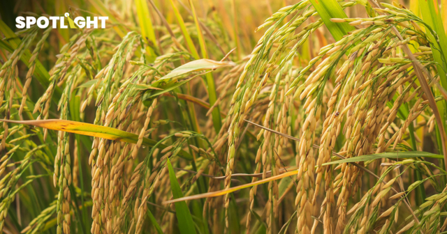 เปิดสถิติราคาข้าวไทย 1 ทศวรรษ ปีนี้ข้าวเจ้าตกต่ำสุดในรอบ 10 ปี