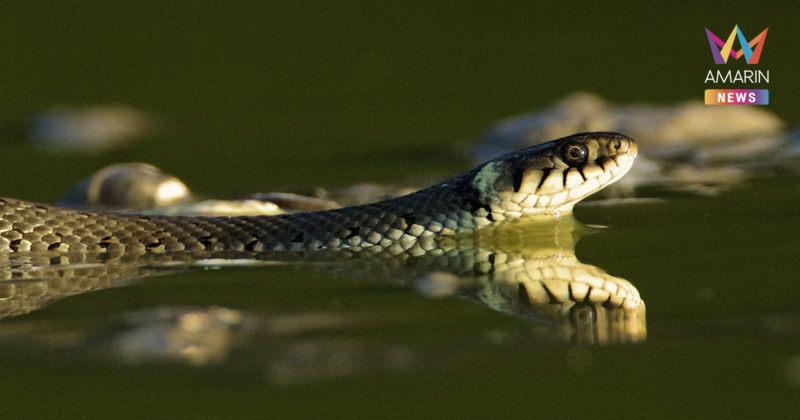 "สัตว์มีพิษ" ที่มากับ "น้ำท่วม" อันตรายกว่าที่คุณคิด-วิธีการปฐมพยาบาล