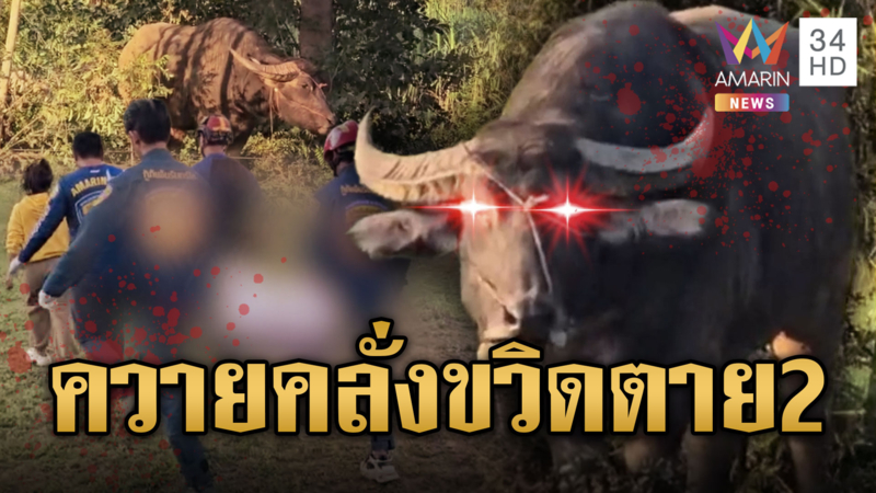 สยองควายคลั่ง ไล่ขวิดเจ้าของตาย 2 ศพ