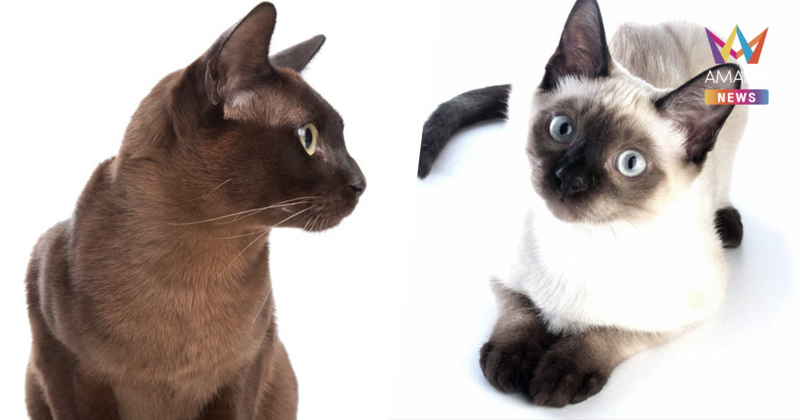 ข่าวดีทาสแมว! ครม. ไฟเขียว "แมวไทย" เป็นเอกลักษณ์ประจำชาติ