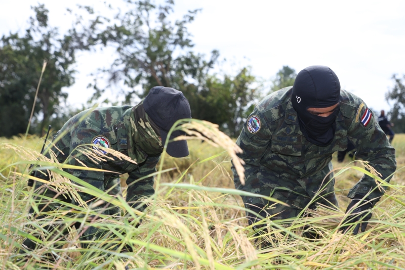 กกล.บูรพา "ลงแขก" ช่วยชาวนาเกี่ยวข้าว พร้อมอาวุธคอยคุ้มกันแนวชายแดน