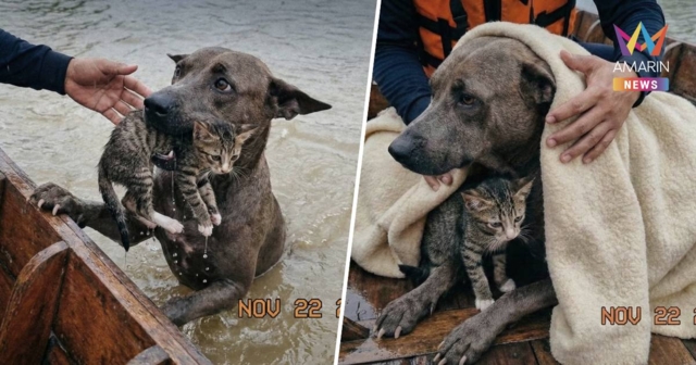 ชี้แจงแล้ว! เป็นภาพจาก AI ฮีโร่หมาช่วยน้องแมวกลางพายุน้ำท่วมหนัก