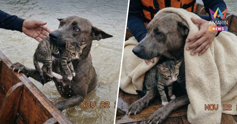 ชี้แจงแล้ว! เป็นภาพจาก AI ฮีโร่หมาช่วยน้องแมวกลางพายุน้ำท่วมหนัก