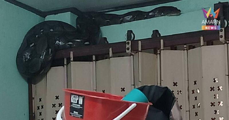 น้ำท่วมหาดใหญ่ยังวิกฤต เด็กติดในบ้านกับงูเหลือมยักษ์