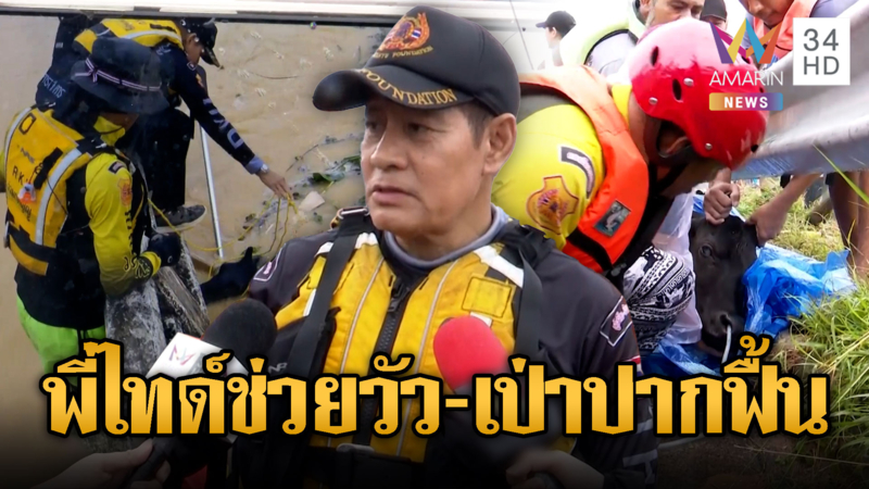 ทุกชีวิตมีค่า “พี่ไทด์” ช่วยวัวจมน้ำหวิดตาย