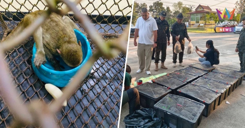 รวบหนุ่มกัมพูชา เครือข่ายค้าสัตว์ป่าข้ามชาติ ยึดลิงแสม จำนวน 63 ตัว