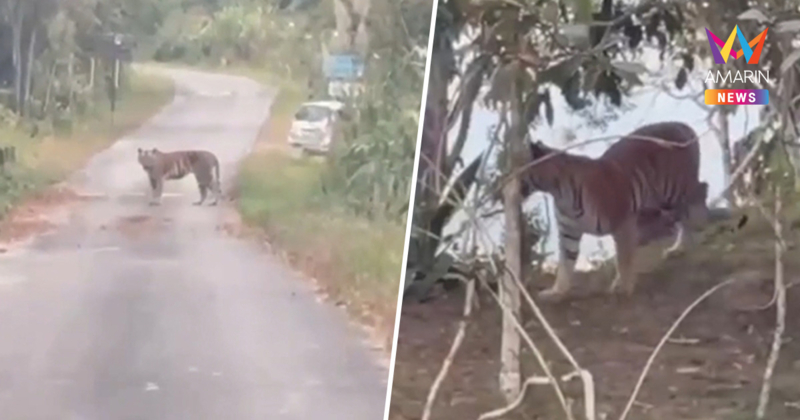 ผวาทั้งวังน้ำเขียว! เสือเดินตัดหน้ารถใกล้ ผารักษ์สลัดได