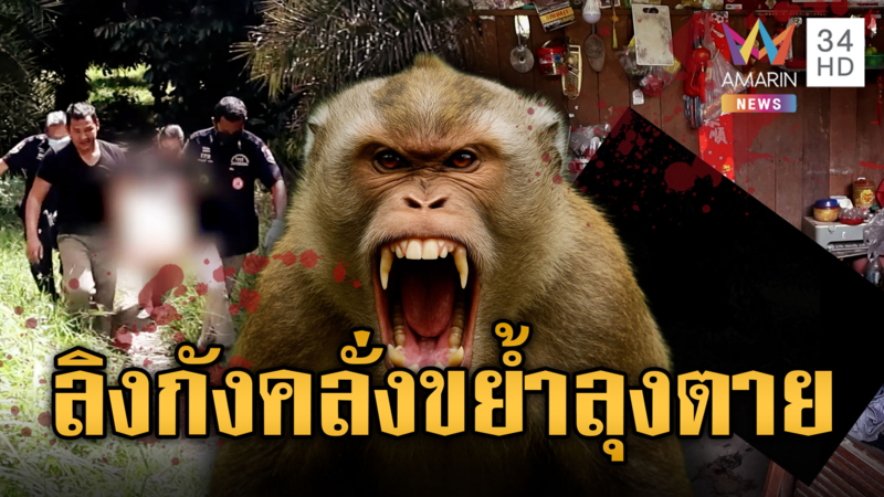 ลิงกังคลั่งติดสัตว์! กัดลุงวัย 63 เสียชีวิตคาบ้าน