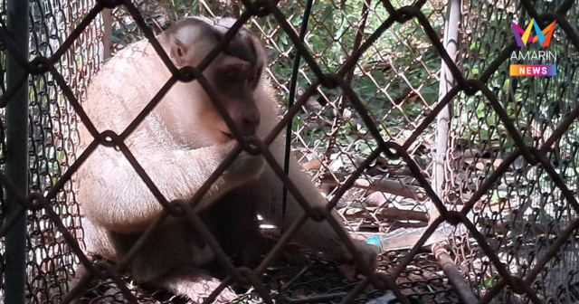 ไม่รอด! จับแล้ว ลิงกังฆาตกร! กัดคนเสียชีวิตที่เบตง