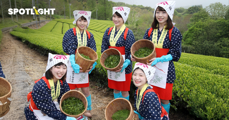 มัตจะฟีเวอร์-เยนอ่อนค่า ดันญี่ปุ่นส่งออกชาเขียวสูงสุดในรอบ 70 ปี