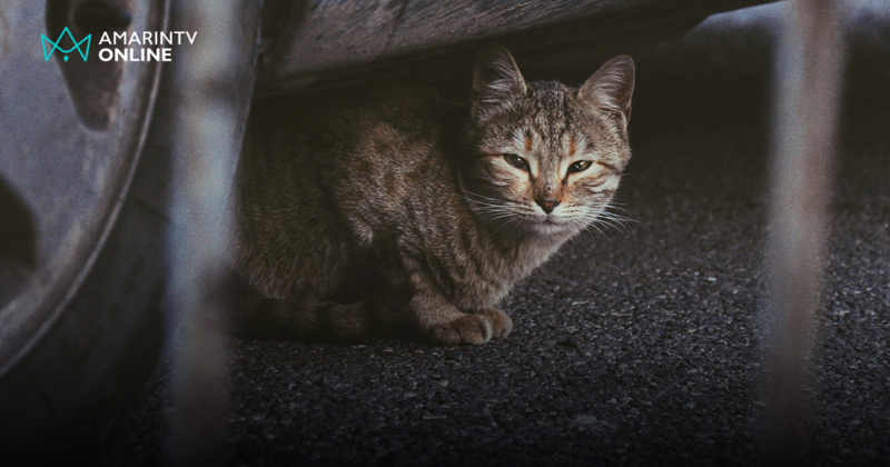 ค้นความลับ ทำไมแมว ถึงชอบเปลี่ยนรถให้เป็นบ้าน เปิดสาเหตุและวิธีรับมือ