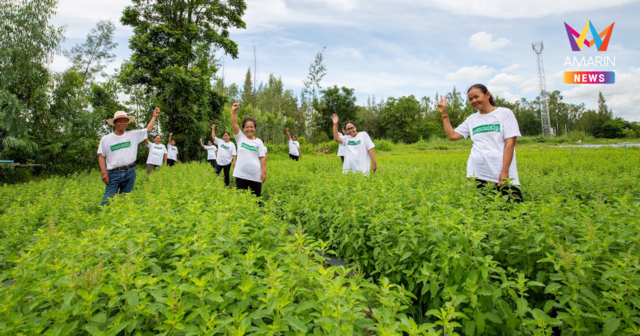 เบื้องหลังความอร่อยข้าวกล่องพร้อมทานถาดสีแดงซีพีแรมใน 7-Eleven: เจาะลึกข้าวกะเพราซีพีแรม จากการวิจัยสายพันธุ์ “กะเพราป่า”