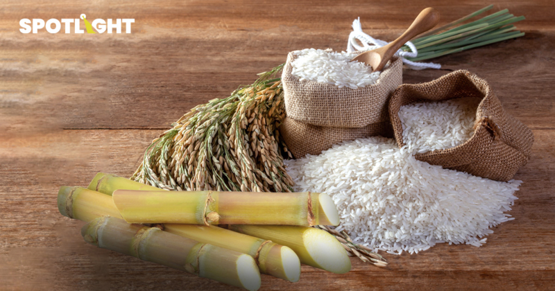 คาดจีดีพีเกษตรปี 69 โต 2-3% ข้าว-อ้อยราคาร่วง จับตา 5 ปัจจัยเสี่ยง