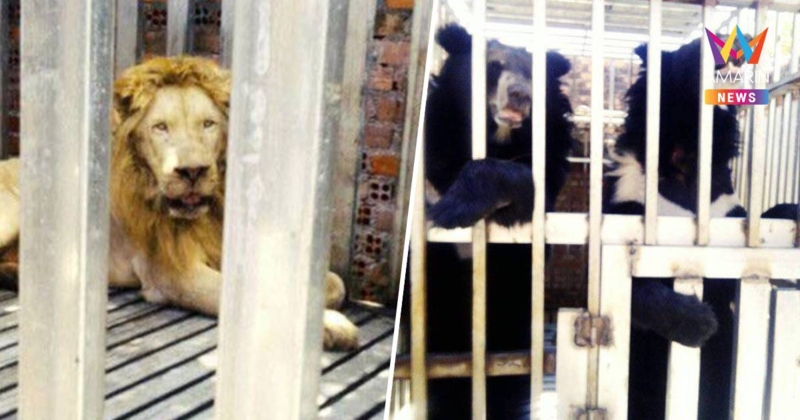 ฉก.นย.ตราด เข้าควบคุมพื้นที่บ่อนกาสิโน พบสิงโต–หมีควายถูกขังในกรง