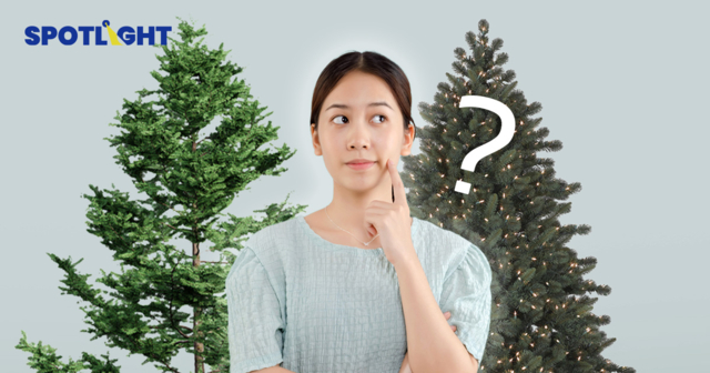 ต้นคริสต์มาสแบบไหนรักษ์โลก? ต้นจริงปลูกนาน  ต้นปลอมวัสดุรีไซเคิลยาก