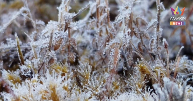 เหมยขาบอินทนนท์ ทุบสถิติต่อเนื่อง 12 วัน ติดต่อกัน หนาวยะเยือก!