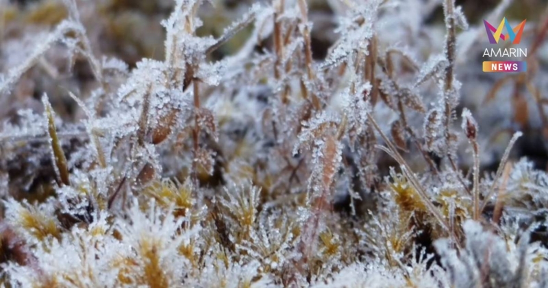 เหมยขาบอินทนนท์ ทุบสถิติต่อเนื่อง 12 วัน ติดต่อกัน หนาวยะเยือก!