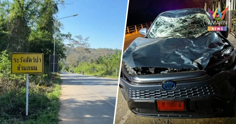 ระทึก! เก๋งป้ายแดงชนกระทิงป่าเขาใหญ่ พังยับ