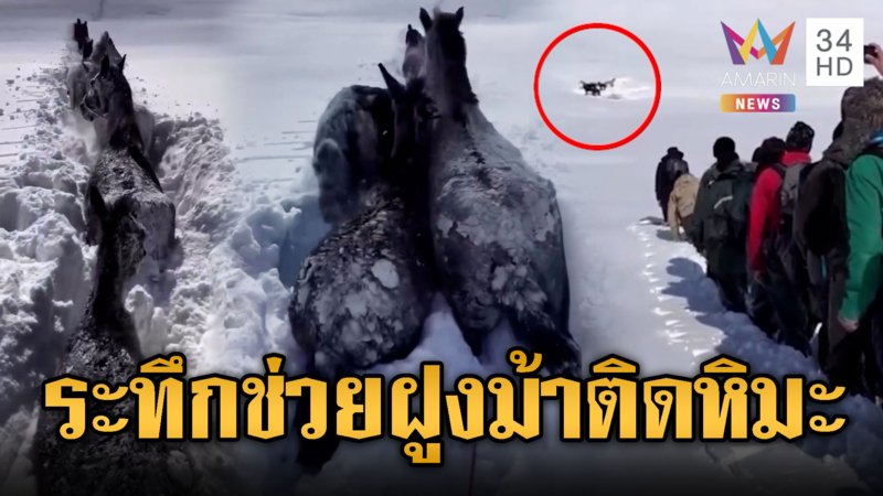 ช่วยฝูงม้า 7 ตัวติดกลางภูเขาหิมะ