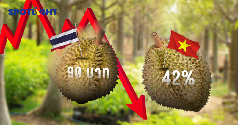 ปี69ทุเรียนไทยลงต่อ เหลือ90บาท/กก. ส่งออกหด เวียดนามตีตื้นแย่งตลาดจีน