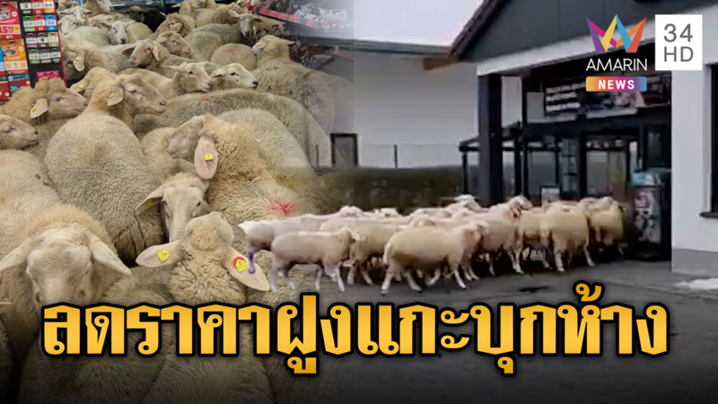 ผงะ! ฝูงแกะ 50 ตัว บุกซูเปอร์มาร์เก็ต