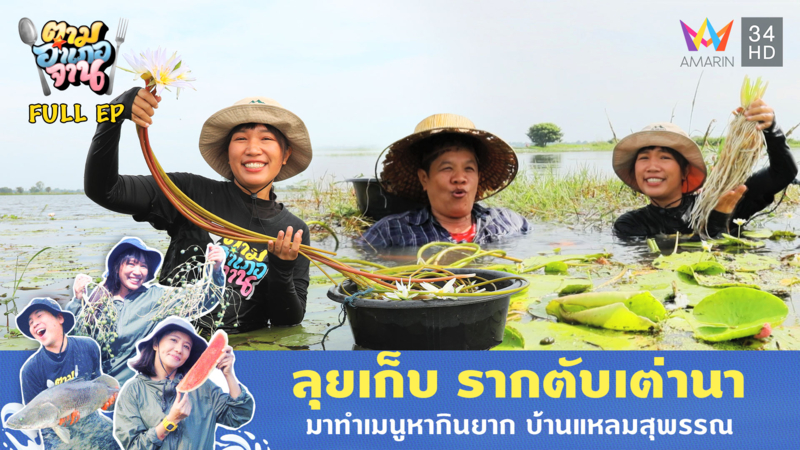 ลุยเก็บ รากตับเต่านา มาทำเมนูหากินยาก บ้านแหลมสุพรรณ