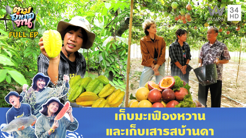 มะเฟืองหวาน อ.สามพราน จ.นครปฐม