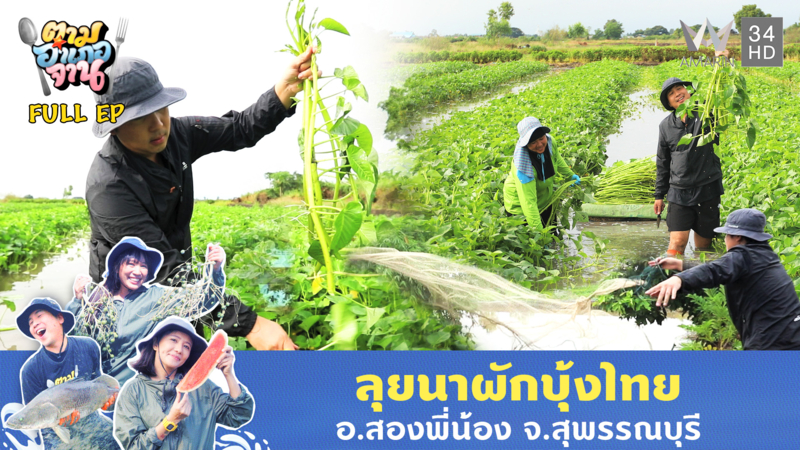 ลุยนาผักบุ้งไทย อ.สองพี่น้อง จ.สุพรรณบุรี