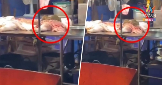 ขนลุก! หนูบุกกินหมู คาเขียงกลางตลาดสดสมุทรปราการ