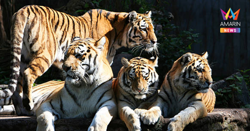 เปิดสาเหตุ เสือตายหมู่ในคุ้มเสือเชียงใหม่ หลังติดเชื้อพร้อมกัน