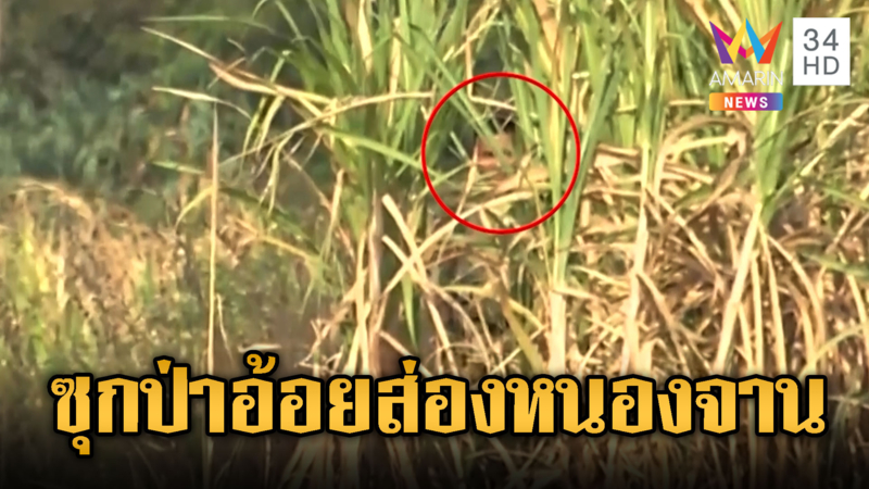 หลักฐานชัด! เขมรแอบซุกป่าอ้อย ส่องไทยขุดคูดักรถถัง
