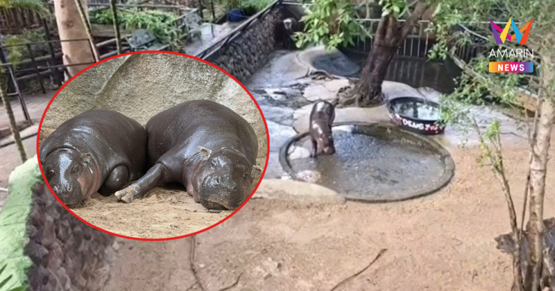 เขาเขียวสยบดรามาหมูเด้ง! กางแผน "ฮิปโปวิลเลจ" 10 ไร่ ยกระดับมาตรฐานโลก