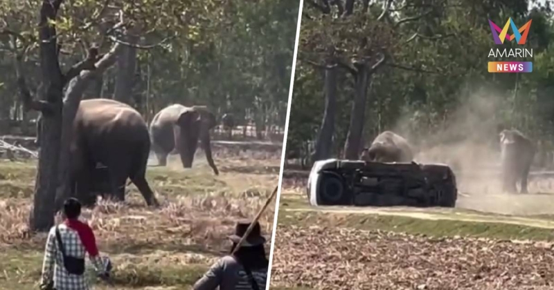 พ่อควาญช้างยันไม่ได้บังคับช้างผสมพันธุ์ ตอนนี้ลูกชายยังไม่รู้สึกตัว