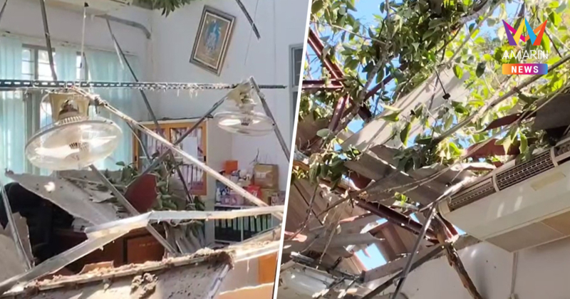 ต้นยางใหญ่เมืองพิมาย อายุไม่ต่ำกว่า 250 ปี หักโค่นทับสาธารณสุขพังยับ