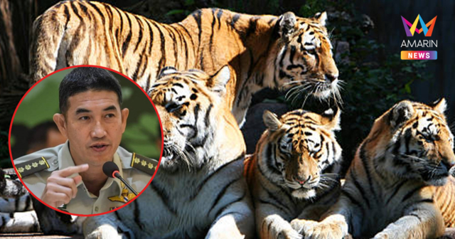 อธิบดีกรมอุทยานฯ สั่งสอบด่วน! เสือคุ้มเสือแม่ริม ตายเกลื่อนกว่า 70 ตัว