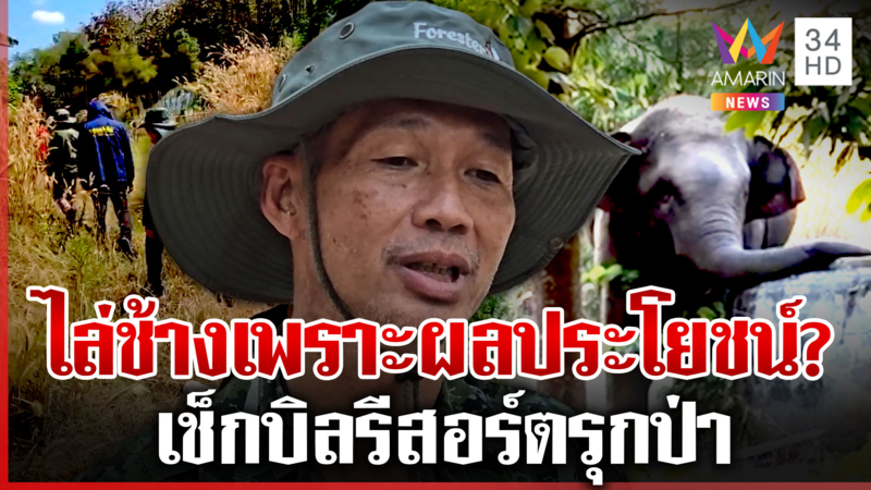 เช็กบิลรีสอร์ตรุกป่าร้องฯ ขับ "พลายสีดอหูพับ"