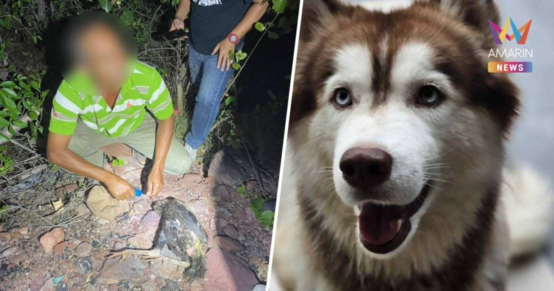 จับแล้วชาย 56 จุดไฟเผา น้องมอลลี่ สุนัขไซบีเรียน วัย 2 ปี