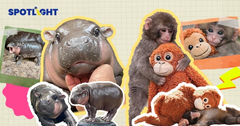จากหมูเด้งถึง ‘พันช์คุง’ เมื่อสวนสัตว์สร้างสตอรี่ ขายดีกว่าใช้งบโฆษณา