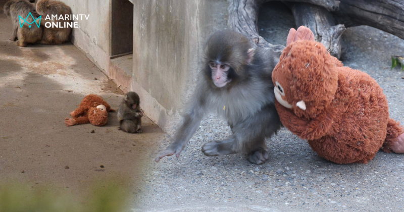 "พันซ์คุง" ลูกลิงผู้ถูกแม่ปฏิเสธ กับปาฏิหาริย์รักที่เปลี่ยนโลกโหดร้าย