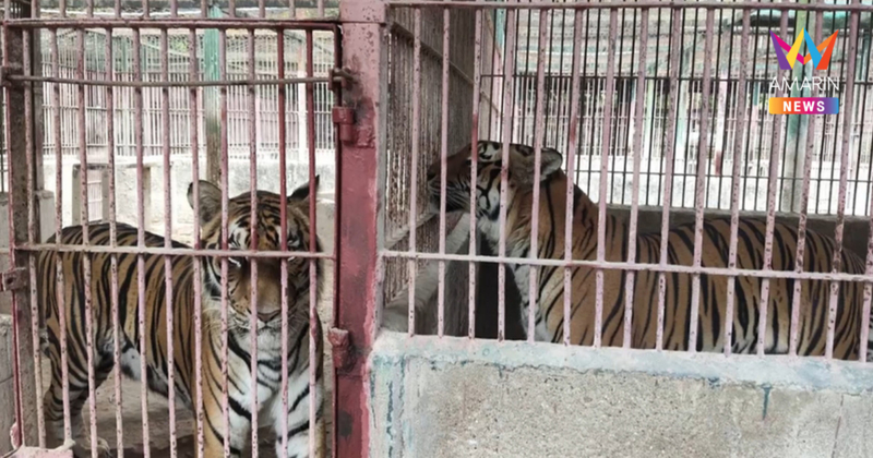 ด่วน! คอนเฟิร์ม  "เสือโคร่ง" โผล่ดอยอินทนนท์ ขย้ำวัวชาวบ้านตายเรียบ