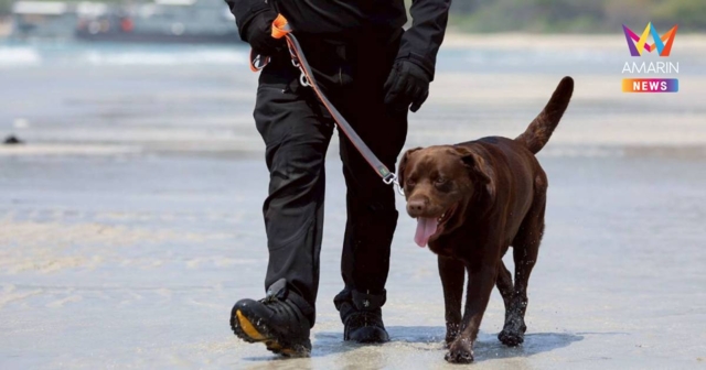 MI-6 สุนัขทรงเลี้ยง ร่วมฝึกปฏิบัติการยุทธ์สะเทินน้ำสะเทินบก