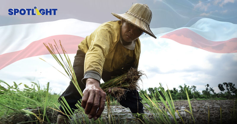 ข้าวไทยพ่ายคู่แข่ง จ่อส่งออกได้ต่ำสุดใน5ปี บาทแข็งกด ภาษีทรัมป์ซ้ำเติม