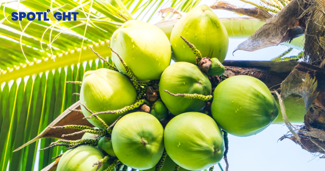 ราคามะพร้าวน้ำหอมวิกฤต! ‘พาณิชย์’เร่งดูดซับผลผลิต คุมเข้มล้งสกัดนอมินี