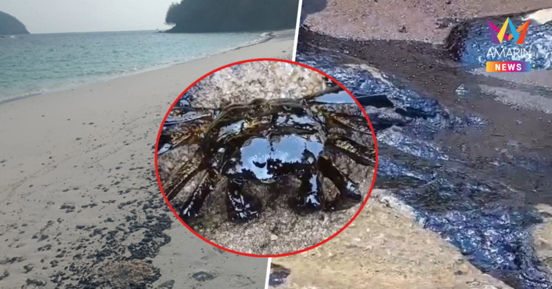 วิกฤต! น้ำมันดำพ่นพิษเกยฝั่งภูเก็ต กระทบสัตว์ทะเลคราบเต็มตัว