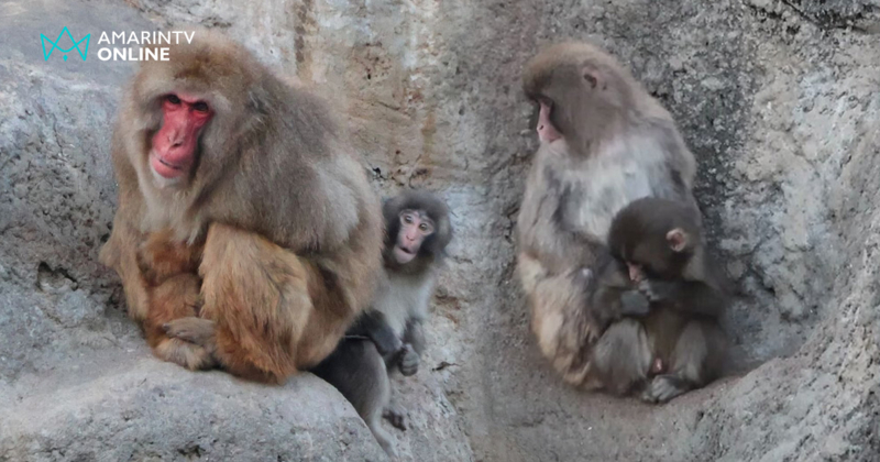 เจาะพฤติกรรม "พันซ์คุง" กับการเนียนนั่งใกล้ลิงรุ่นพี่ด้วยท่าทางนอบน้อม