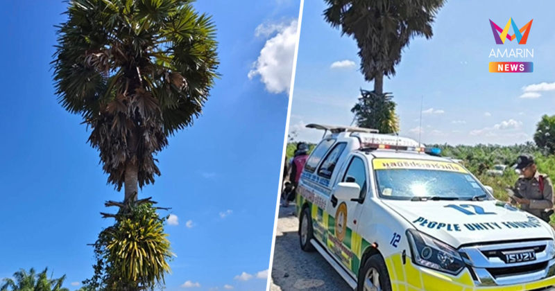 ปิดตำนานยายสู้ชีวิตแห่งเชียรใหญ่!  พลาดตกต้นตาลสูงกว่า 10 เมตรดับคาที่