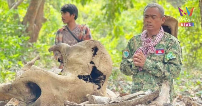 เขมรนิมนต์พระสงฆ์ ทำบุญให้ช้างป่า อ้างกระสุนปืนใหญ่ไทย ทำช้างเสียชีวิต