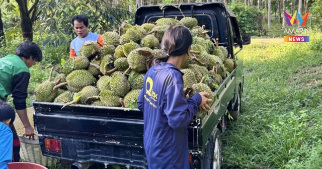 พายุฤดูร้อนถล่มสวนทุเรียนจันทบุรี เสียหายกว่า 5 ตัน มูลค่า1.5 ล้าน